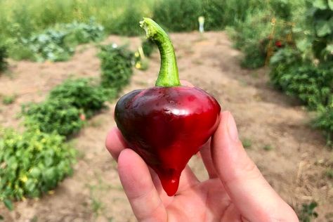 Lesya Peppers - An Incredibly Sweet Bell Alternative Pepper Recipes, Sweet Bell Peppers, Sweet Pepper, Buy Seeds, Peppers Recipes, Natural Sugar, Stuffed Sweet Peppers, Beautiful Heart, Horticulture