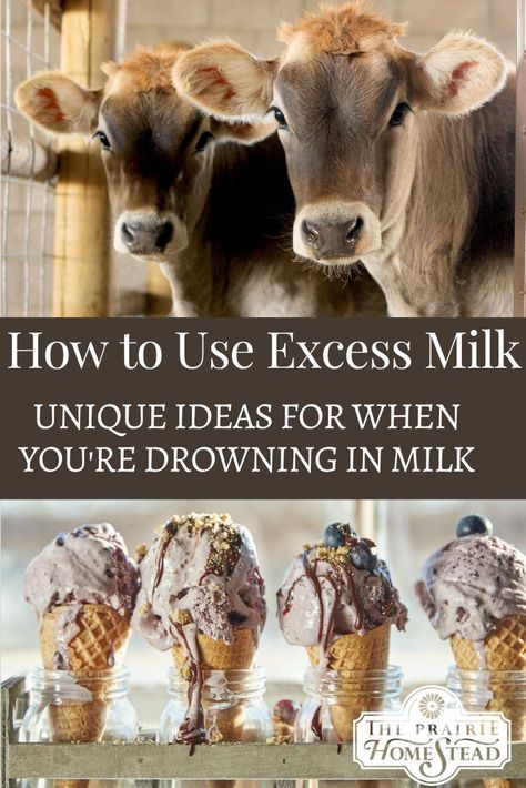 How to Use Excess Milk from a Family Milk Cow Goat Milk Vs Cow Milk, Raw Cow Milk Recipes, Pasturized Milk How To, Extra Milk Uses, Cow Milking Station, Cow Milk Soap, Uses For Milk, Family Milk Cow, Milk Sheep