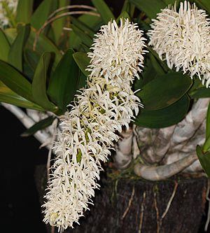 Dendrobium speciosum - Sydney Rock Orchid | Nurseries Online Orchid Nursery, Orchid Potting Mix, Easy Plants To Grow, Dendrobium Orchids, Orchids Garden, Orchid Care, Flower Spike, Beautiful Orchids, Late Winter