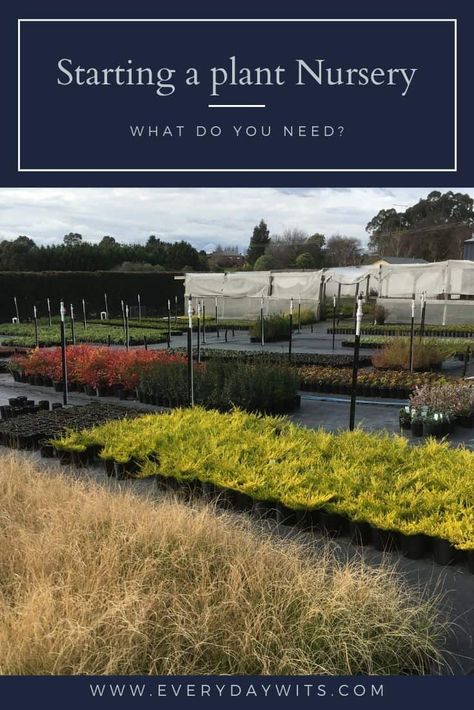 What do you need to start your own plant nursery? – Everydaywits Plant Nursery Layout Plan, How To Start A Plant Nursery, Nursery Business Ideas, Green House Business, Nursery Plants Greenhouses, Greenhouse Nursery Business, Nursery Plants Ideas, Backyard Nursery Business, Plant Nursery Layout