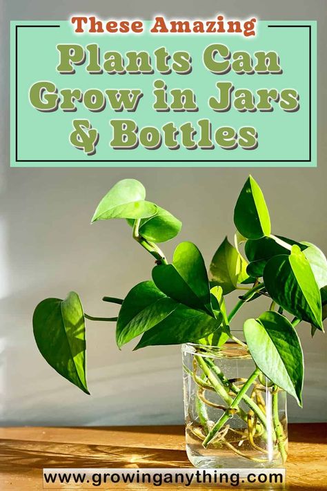 These Amazing 22 Plants Can Grow in Jars & Bottles 2024 Growing Plants In Glass Jars, Growing Plants In Glass Bottles, Grow Plants In Water Jars, Glass Bottle Plants Ideas, Plants In Mason Jars, Plants In Glass Jars, Mason Jar Plants, Glass Jars Diy, Cat Friendly Plants