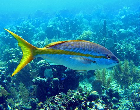 Snapper Fish, Seashells Photography, Fishing Pictures, Roatan, Marine Fish, Beautiful Sea Creatures, Fish Drawings, Underwater Life, Exotic Fish