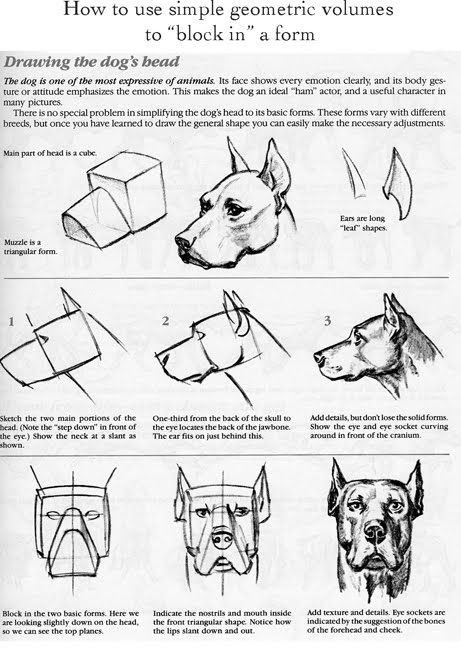 How To Draw A Dog Head, Cute Pajamas For Women, Dog Drawing Tutorial, Sketchbook Aesthetic, Canine Drawing, Dog Anatomy, Draw Animals, Animal Anatomy, Dog Sketch