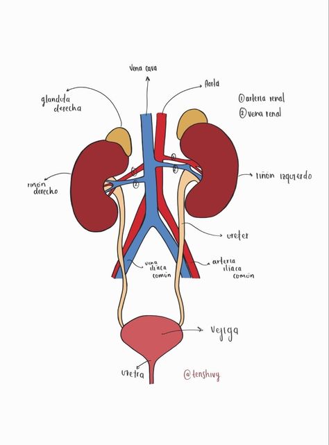 Biology Diagrams, Science Cartoons, Presentation Ideas For School, Anatomy Bones, Nursing School Essential, Studying Medicine, Nurse Study Notes, Study Flashcards, Medicine Student