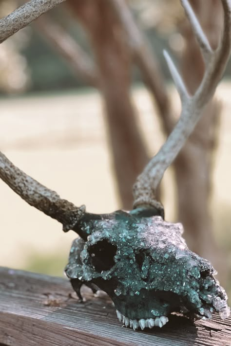 My boyfriend and I both hunt, and we have accumulated a ton of skulls over time. I finally found a way to make these skulls pop, and would go with any western or boho home! It is really simple, and you only need a few ingredients. Deer Skull Crystal, Crystallized Deer Skull, Skulls With Crystals, How To Clean Animal Skulls, Borax Crystal Deer Skull, Borax Crystals Diy Deer Skull, Crystal Deer Skull, Deer Skull Art Diy, Borax Skull