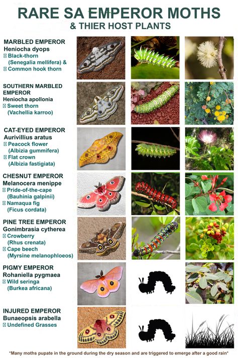 MARBLED EMPEROR (Heniocha dyops), Southern Marbled Emperor (Heniocha appolonia), Chestnut emperor (Melanocera menippe ) Cat-eyed emperor (Aurivillius aratus) Marbled Emperor Moth, Domestic Silk Moth, Preserving Bugs, Rare Moths, African Insects, Japanese Emperor Caterpillar, Emperor Caterpillar, Butterfly Sanctuary, Japanese Emperor