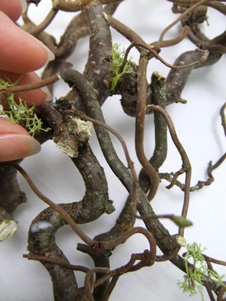 Glue the reindeer moss on to the wreath Moss And Lichen, Moss Centerpieces, Wreath Alternative, Driftwood Diy, Moss Wreath, Annual Garden, Mushroom Crafts, Moss Decor, Reindeer Moss