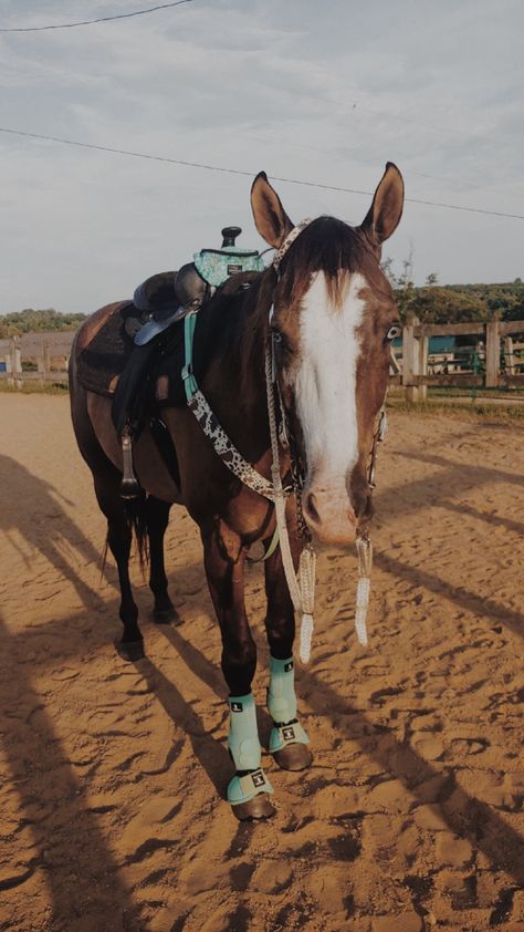 Horses With Tack On, Bay Horses Western, Bay Horses In Western Tack, Red Tack Set Western, Cute Horse Tack Western, Cute Western Tack Sets, Matching Tack Sets Western, Teal Horse Tack Western, Barrel Tack Sets