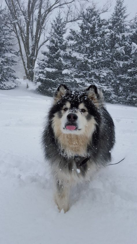 Kawaii, Dogs In Snow, Snow Dog, Snow Animals, Very Cute Dogs, Snow Dogs, Cute Animals Images, Pretty Animals, Alaskan Malamute