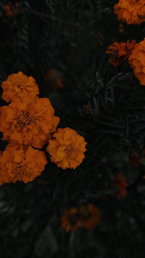 Orange, Flowers