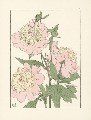 Foord Pochoir Flower Studies 1901- The Peony Flower Studies, Fleurs Art Nouveau, Peony Illustration, Illustration Kunst, Art Nouveau Flowers, Mors Dag, Drawing Artist, Botanical Drawings, Art And Illustration