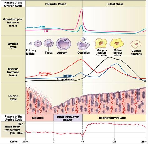 Phases of ovarian cycle Ovarian Cycle, Creamy Lemon Pie, Anatomy Education, Biology College, Biology Facts, Medical Laboratory Science, Female Reproductive System, Associate Degree, Medicine Student