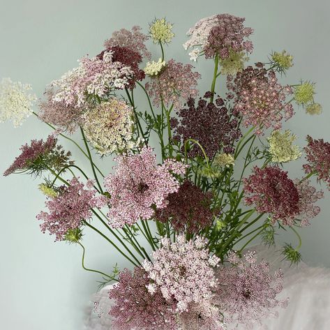 Chocolate Lace Flower 50 Plus Seeds False Queen Anne's | Etsy Chocolate Lace Flower, Queen Annes Lace Bouquet, China Aster, Queen Anne Lace, Chocolate Lace, Lace Bouquet, Mount Clemens, Carrot Flowers, Daucus Carota