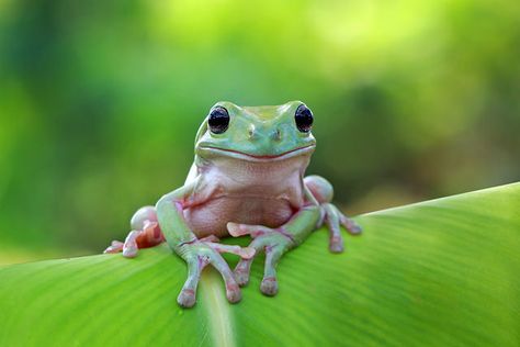 Frog Dumpy Tree Frog, Whites Tree Frog, Pet Frogs, Frog Pictures, Frog Pins, Frog Art, Tree Frog, A Frog, Frog And Toad