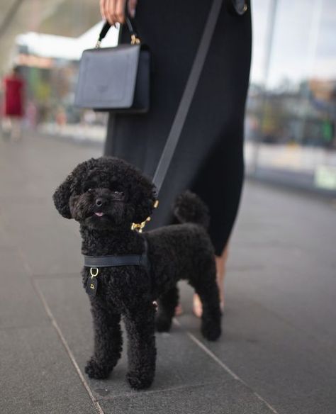 Mini Black Poodle, Black Toy Poodle Puppy, You Poodle Haircut, Black Toy Poodle Haircut Styles, Toy Poodle Puppies Black, Toy Poodle Full Grown, Toy Poodle Haircut Styles, Black Small Dog, Toy Poodle Haircut Teddy Bears