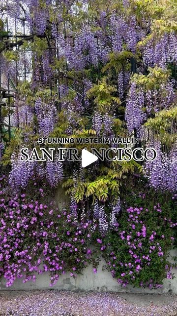 JUSTINA VANESSA | SF, CA on Instagram: "This wisteria wall will be blooming in a few weeks 🤩 This stunning wisteria in Portreo Hill drapes perfectly over the gate, creating a purple curtain over the sidewalk. So stunning! It’s a public sidewalk but please be courteous of the properties located on the street. 

📍 196 Connecticut Street, San Francisco 

⁣

#bayarea #floral #flowerstagram #garden #goldengatebridge #onlyinsf #purple #sanfrancisco #sanfranciscobay #sanfranciscocity #sanfranciscoworld #sf #sfbayarea #gardensofinstagram #spring #springbloom #springblooming #springblooms #springblossom #springflowers #springiscoming #springishere #springtime #springvibes #wisteria #wisteriaflowers #wisterialane #flowerlovers" Wisteria Wall, Purple Curtain, Purple Curtains, San Francisco City, Spring Is Coming, Spring Vibes, Spring Blossom, Spring Blooms, Spring Is Here