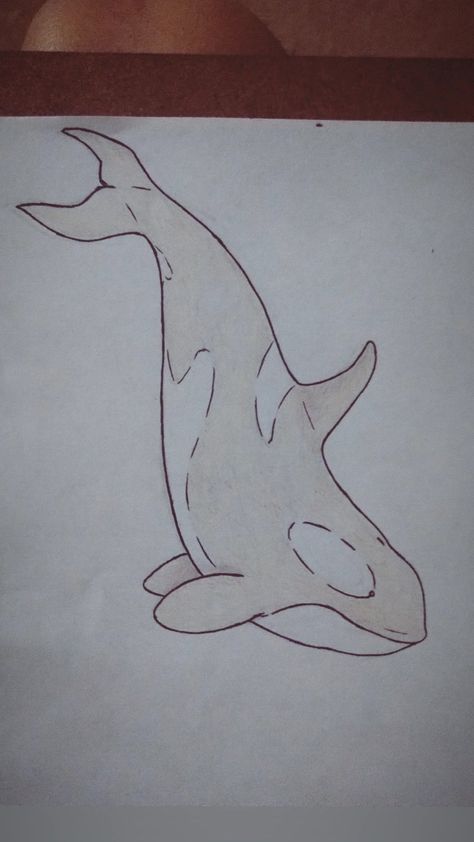 Simple Orca Drawing, Orca Whale Sketch, How To Draw An Orca, Orca Whale Drawing Easy, Orcas Drawings, Orca Drawing Pencil, Sea Animal Drawings Sketches, Whale Sketch Simple, Marine Life Drawing Simple