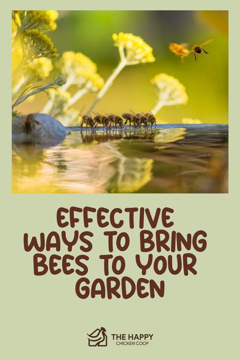 Bees flying and crawling on flowers with text "Effective ways to bring bees to your garden" from The Happy Chicken Coop. How To Attract Bees To Your Garden, How To Help Bees, Bees Pollinating Flowers, Bee Attracting Flowers, Bee Friendly Flowers, Bee Friendly Plants, Raising Quail, Bee Houses, Backyard Bee