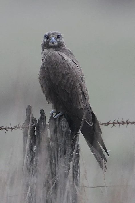 Black Falcon Black Falcon, Prom Pictures Couples, Prom Pictures, Birds Of Prey, Bald Eagle, Birds, Fine Art, Animals, Black