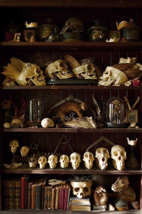 cabinet of curiosities | wearethemuseumcollective Dark Acadamia, Bedroom Trends, Vulture Culture, Cabinet Of Curiosities, Gothic Aesthetic, Witch Aesthetic, Dark Academia Aesthetic, Academia Aesthetic, The Villain