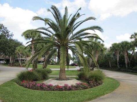 Palm Tree Lined Driveway, Date Palm Tree Landscaping, Phoenix Garden, Brick Mailbox, Palm Trees Landscaping, Landscape Architecture Plan, Tropical Landscape Design, Florida Landscaping, Tree Lined Driveway