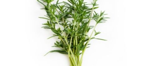 Savory, the Herb of Love | DoItYourself.com Summer Savory, Alkaline Foods, Food Garden, Diy Body, Kitchen Garden, Herb Garden, Top View, How To Grow, Gardening Tips