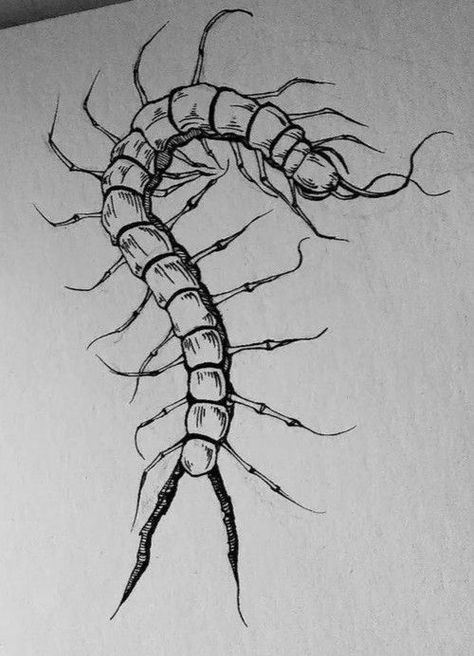 Creepy Centipede Drawing, Skeleton Centipede Tattoo, Centepide Art, Centipede Tattoo Stencil, Centipede Knee Tattoo, Centepide Tattoo Drawing, Centapeid Drawing, Centipede Sketch, Centepide Tattoo Arm