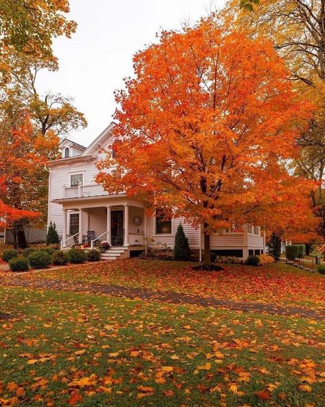 Fall Aesthetic Pictures, Studera Motivation, Fall Mood Board, Orange Leaves, Pumpkin Leaves, Autumn Magic, Autumn Scenes, Autumn Scenery, Fall Activities