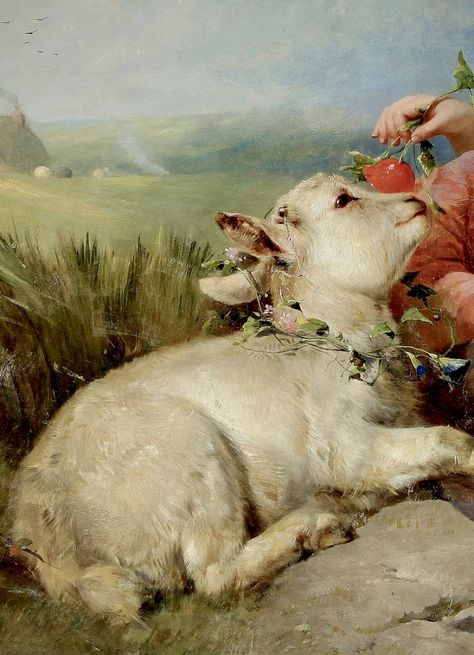 Lamb Art Aesthetic, Sacrifical Lamb Aesthetic, Lamb Laying Down, Sheep Widget, Sheep Species, Lamb Reference, Sheep Aesthetic, Lamb Aesthetic, Scottish Sheep