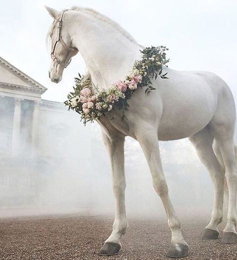 Horse Flower, Horse Flowers, Majestic Horse, All The Pretty Horses, White Horses, Equine Photography, Cute Horses, Horse Photos, Pretty Horses