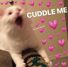 Meme Love, Wholesome Pictures, Cute Love Memes, Cute Messages, Pretty Please, Love My Boyfriend, Instagram Tags, Relationship Memes, Lovey Dovey