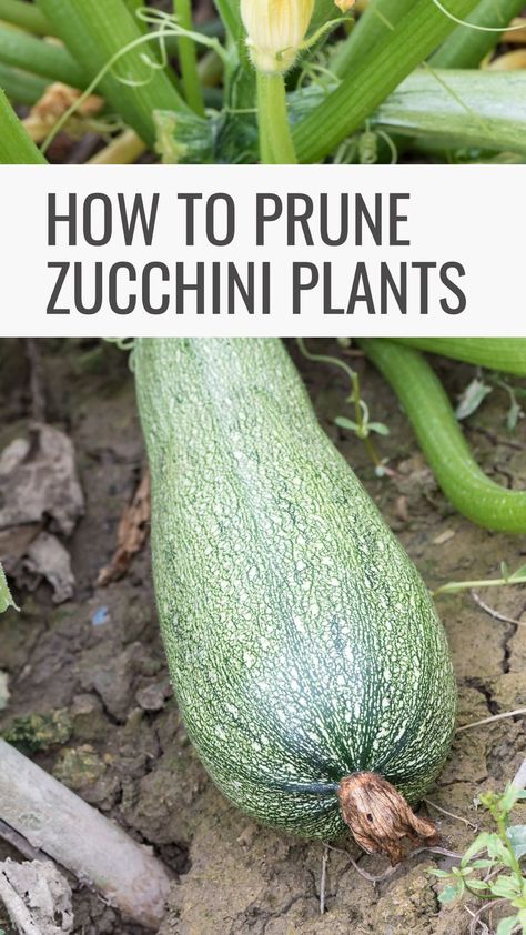 Zucchini Plant, Growing Squash, Growing Zucchini, Zucchini Plants, Bucket Gardening, Living Off The Land, Bountiful Harvest, Veggie Garden, Farm Gardens