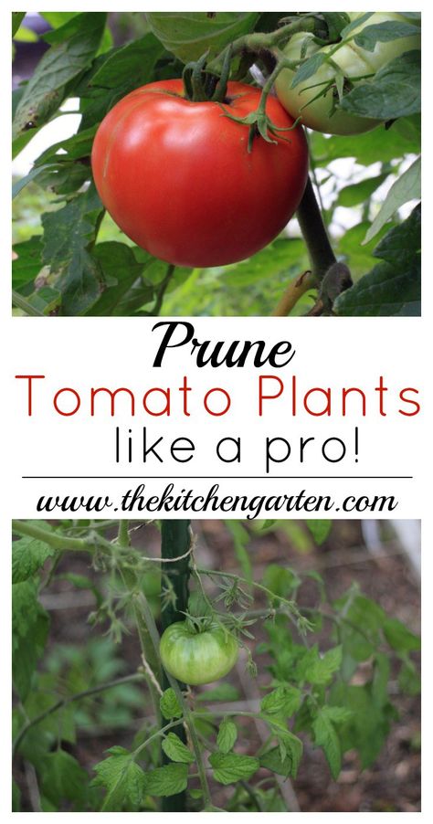 prune tomato plants Prune Tomato Plants, Pruning Tomatoes, Pruning Tomato Plants, Tomato Pruning, Growing Organic Tomatoes, Growing Tomato Plants, Tomato Farming, Growing Tomatoes In Containers, Tomato Plant