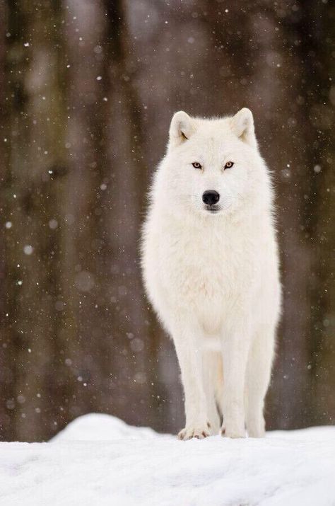 My favorite..the Artic White Wolf...they look like magic. Wolves Artwork, Wolf Picture, Lup Singuratic, Winter Wolves, Wild Animals Photos, Arctic Wolf, Dog Family, Wolf Love, Wild Wolf