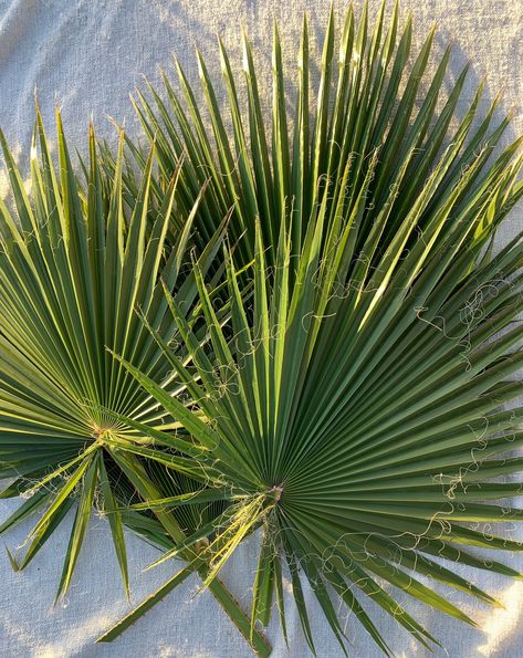 San Jose, Fan, Fan Palm Leaves, Fan Palm, Floral Party, Palm Fronds, Party Diy, Palm Leaves, Flower Arrangements