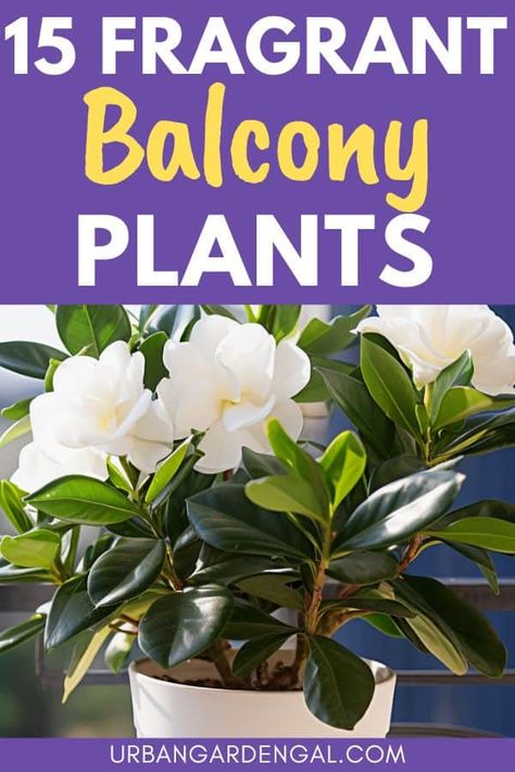 Transform your balcony garden into a fragrant oasis with the perfect plants. Fragrant balcony plants not only add a beautiful touch of color to your outdoor space but also provide a delightful aroma. From fragrant flowers to aromatic herbs, this post has everything you need to know to create beautiful balcony displays that will delight your senses. Indoor Plants Bedroom, Beautiful Balcony, Jasmine Plant, Balcony Flowers, Plant Care Houseplant, Spring Flowering Bulbs, Balcony Plants, Plant Projects, Fragrant Plant