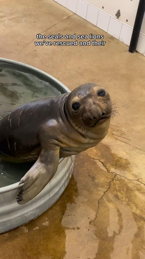 Cute Seals, Cute Small Animals, Water Animals, Beautiful Sea Creatures, Super Cute Animals, Slip And Slide, Marine Mammals, Silly Animals, Cute Wild Animals