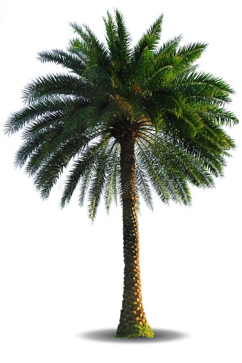 Date Palm Tree Drawing, Dates Tree Palms, Desert Palm Trees, Palm Trees Illustration, Palm Tree Illustration Design, Island Plants, Coconut Tree Png, Date Tree, Date Palm Tree