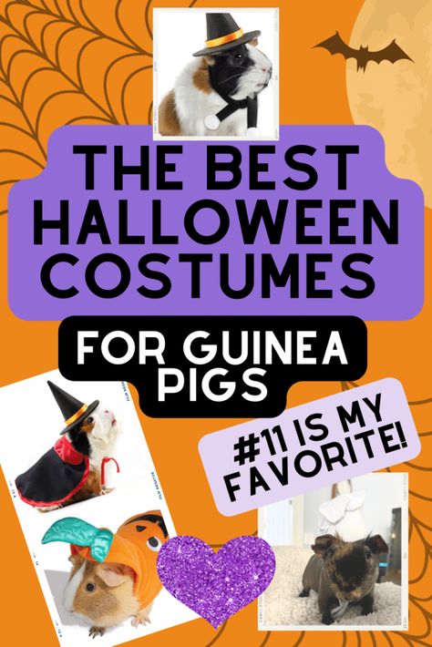 Blog | Guinea Pig Product Reviews | Supplies The Top 11 Halloween Costumes for Guinea Pigs 2023 Guinea Pig Halloween Costumes, Pig Halloween Costume, Pig Heart, Guinea Pig Costumes, Pig Halloween, Guinea Pig Clothes, Full Body Costumes, Top Halloween Costumes, Wizard Costume