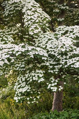 Garden Types, Dogwood Shrub, Cornus Kousa, Dogwood Tree, Biodiversity Conservation, Pollinator Plants, Dogwood Trees, Garden Makeover, Variegated Plants