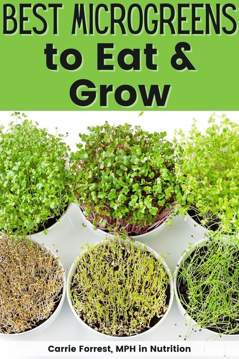 Microgreens are vegetable greens that are harvested just after they have sprouted. Microgreens can come from many different types of seeds. This article reviews the best types of microgreens to grow at home and include in your diet, plus a handy growing guide. Don't miss this value-packed article all about microgreen farming. Microgreens Growing, How To Grow Microgreens, Microgreens Garden, Microgreens Recipe, Epic Gardening, Different Types Of Seeds, Grow Microgreens, Growing Sprouts, Micro Garden