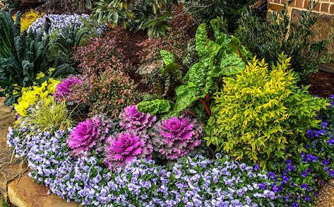 Pansies And Cabbage Flower Bed, Texas Winter Garden, North Texas Landscaping Front Yard, Winter Flower Beds Ideas Front Yards, North Texas Landscape Ideas, Winter Potted Plants, Winter Pansies, Texas Landscaping, Cabbage Flowers