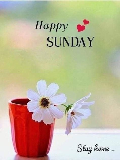 Happy Sunday Flowers, Happy Sunday Messages, Happy Sunday Images, Good Morning Sunday Images, Happy Sunday Morning, Sunday Morning Quotes, Sunday Greetings, Sunday Wishes, Sunday Images