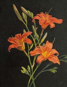 Color Sketches, Orange Lilies, Flower Illustrations, Lily Painting, Dorm Art, Day Lilies, Still Lifes, Blossoms Art, Watercolor Flowers Paintings