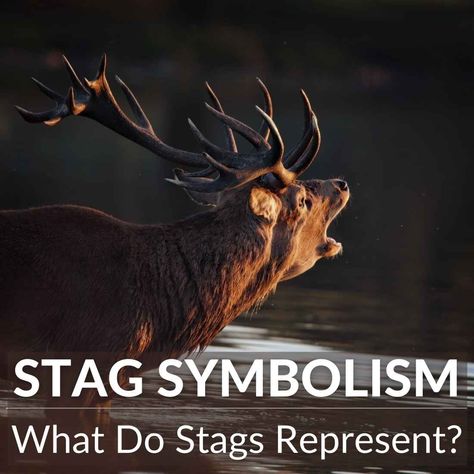 Stag Spirit Animal Meaning, Stag Spirit Animal, Stag Symbolism, Stag Tattoo, Spirit Animal Meaning, Totem Animals, Male Deer, Celtic Myth, Animal Meanings