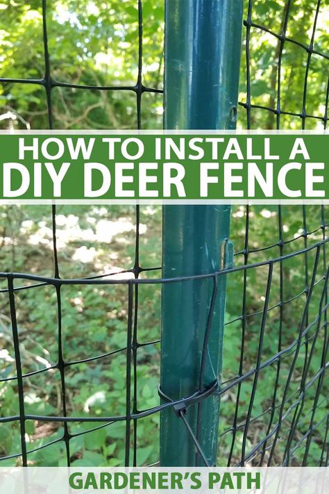 Terrace Gardening, Deer Resistant Garden, Deer Proof, Tattoo Plant, Raised Vegetable Gardens, Diy Garden Fence, Deer Fence, Diy Fence, Better Homes And Garden