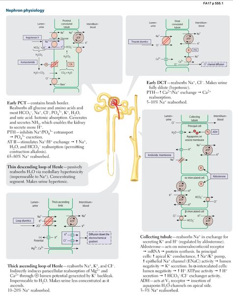 Renal Physiology - Nephron physiology (USMLE Rx 2017: Renal - Physiology - Nephron physiology) Flashcards | Memorang Nephron Physiology, Physiology Flashcards, Nursing School Pharmacology, Renal Physiology, Medical Study, Nursing School Essential, Studying Medicine, Medicine Notes, Medical School Life