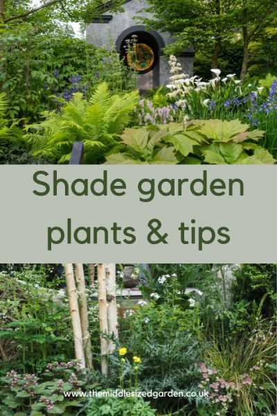 Shady garden tips and ideas #middlesizedgarden Shaded Courtyard Garden Ideas, Shady Garden Ideas Uk, Shady Border Plants Uk, Garden Ideas Australia, Shady Gardens, Courtyard Plants, Short Trees, Garden Improvement, Shady Garden