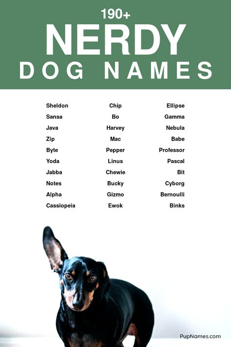 nerdy dog names List Of Dog Names, Boy Puppy Names, Dogs Names List, Girls Pick, Names Starting With S, Sporty Dog, Grumpy Dog, Perros Golden Retriever, Boy Dog Names