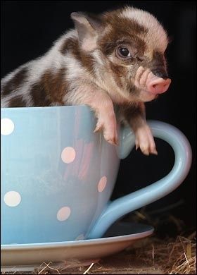 15 Pictures Of Teacup Pigs With Actual Teacups Pig Photography, Teacup Piggies, Teacup Piglets, Teacup Pig, 3 Pigs, Micro Pigs, Teacup Pigs, Cute Piglets